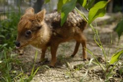 kreativnost:  Baby Pudu, the world’s smallest