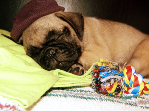 alexanme:  Time for  bed,Scooby 