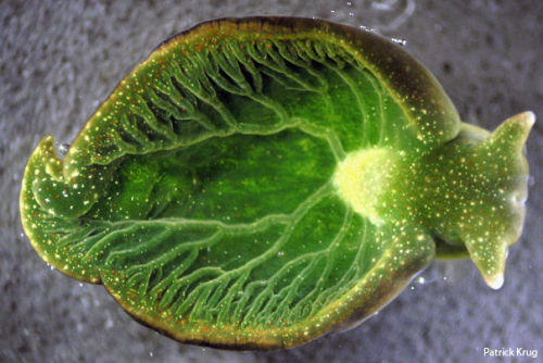 tigger-warning:abluegirl:Eastern Emerald ElysiaElysia chlorotica is a “solar-powered” marine sea slu