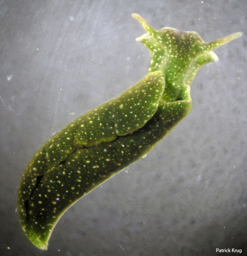 tigger-warning:abluegirl:Eastern Emerald ElysiaElysia chlorotica is a “solar-powered” marine sea slu