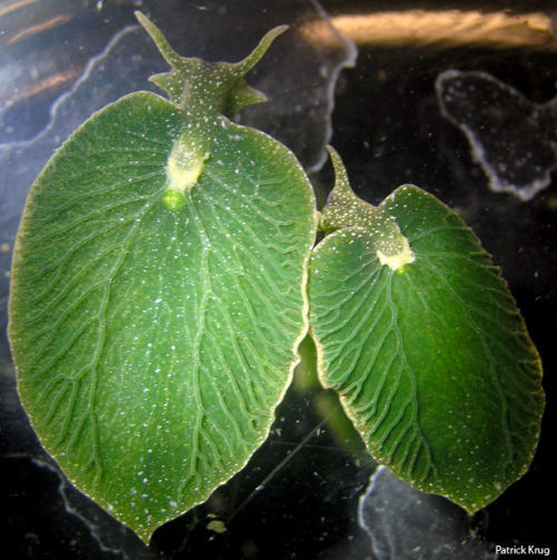 paramaline: curiousbotanicals:  abluegirl:  Eastern Emerald Elysia Elysia chlorotica is a “solar-pow