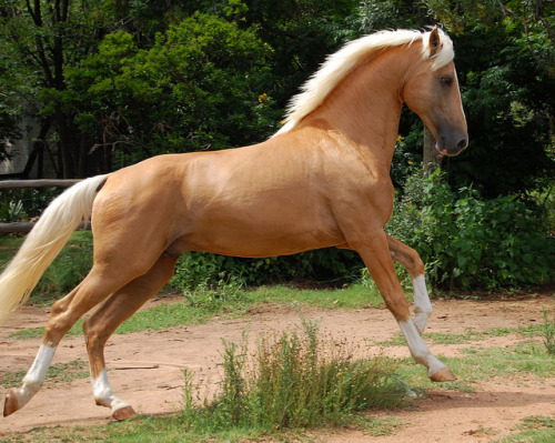 Blue roan quarter horse stallion