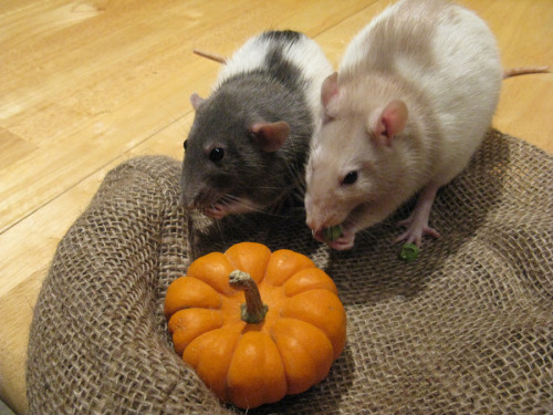 woggywoowoo:  Happy Thanksgiving from Alessa and Cheryl! (and the humans that live with them) 