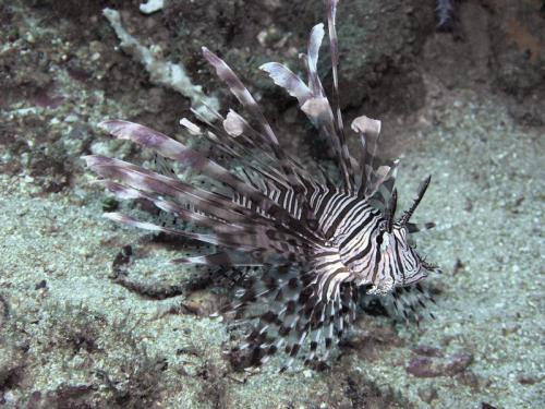 oceanportal: Ever heard of a turkeyfish?? When viewed from the right angle, the lionfish (Ptero