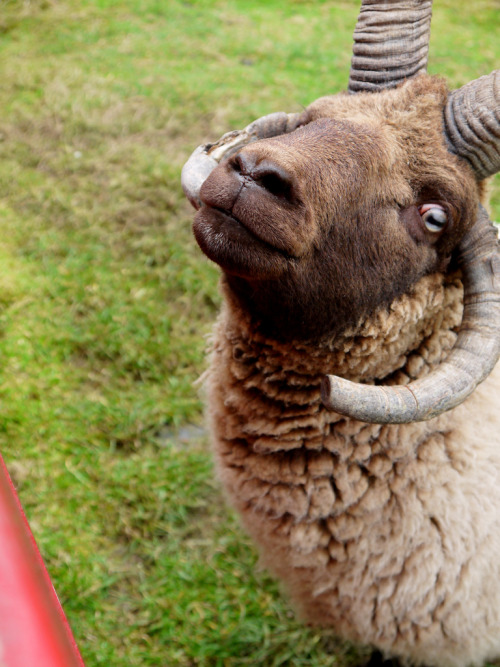 Manx Loaghtan (by gajtalbot)