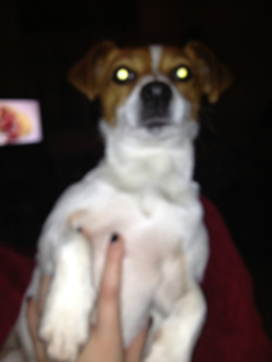 meezycat:  So i took a picture of my dog… 