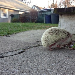 eddiemcflybot:  Quills being a pilgrim #hedgehog