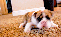 amypoehler:  puppies learning to walk 