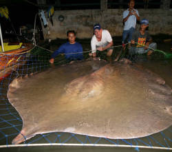 climb-higher:  astronomy-to-zoology:   Giant freshwater stingray (Himantura chaophraya) is a giant species of stingray native to rivers in southeast Asia such as the Mekong and Chao Phraya rivers. there are reports of individuals weighing 1000+ pounds,