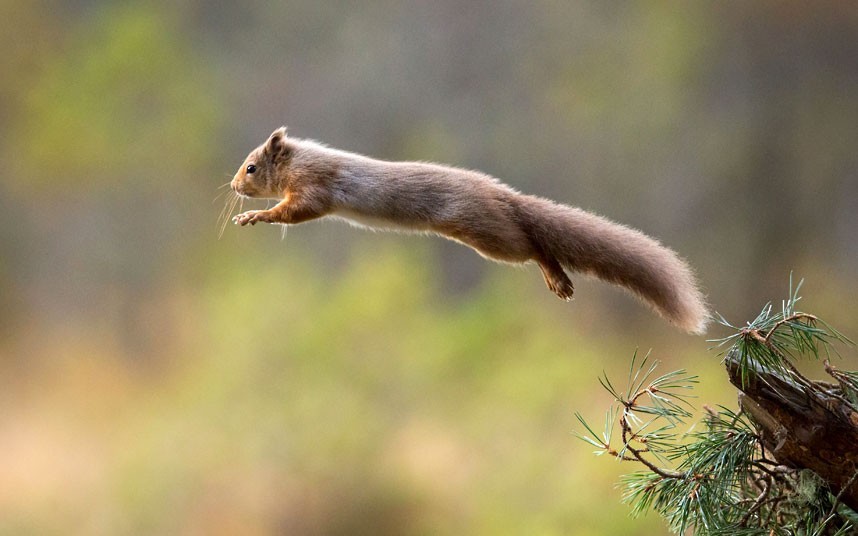 theanimalblog:  A leaping red squirrel is snapped by photographer Drew Buckley in