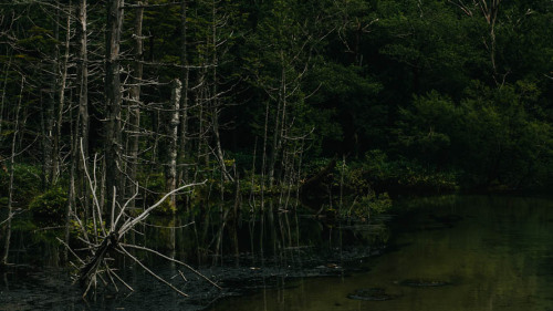 jonathanvdk:  The forest.