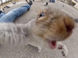 5inger:  mount4in-drew:  p0kecats:  ohsnapitsskylar:  pij4mas:  Omg  selfie  LOL  I can’t stop laughing   but first let me take a squirrelfie