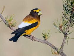 Evening Grosbeak