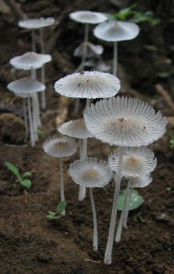 Where pixies play (Japanese Umbrella mushrooms)