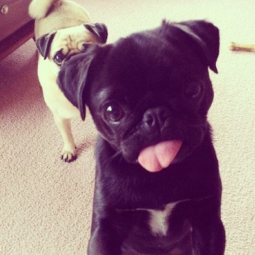 prettyreckles:i want one now!This was pugsley as a puppy