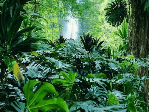 caciqueboutique:  Wouldn’t mind getting lost in this jungle…   Jungle/tropical blog