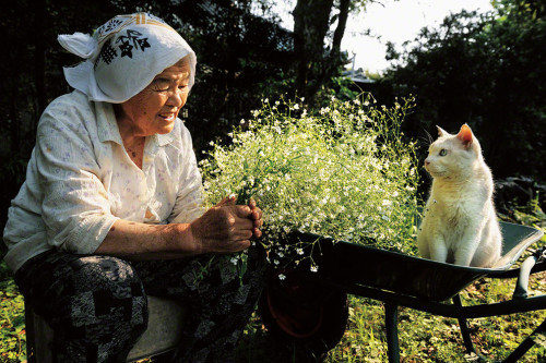 misstangerine:     The Adorable Story of a Grandmother and Her Cat Japanese photographer Miyoko Ihara began taking pictures of her grandmother, Misao, 13 years ago to commemorate her rich life. Along the way, the photographer came across a beautiful bond