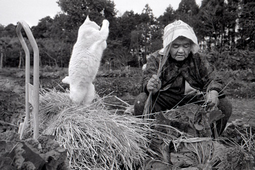 sosuperawesome:  The Adorable Story of a Grandmother and Her Cat  Japanese photographer Miyoko Ihara began taking pictures of her grandmother, Misao, 13 years ago to commemorate her rich life. Along the way, the photographer came across a beautiful bond