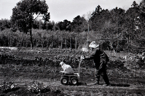 misstangerine:     The Adorable Story of a Grandmother and Her Cat Japanese photographer Miyoko Ihara began taking pictures of her grandmother, Misao, 13 years ago to commemorate her rich life. Along the way, the photographer came across a beautiful bond