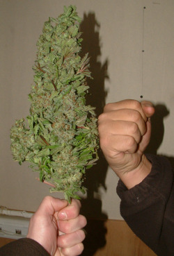 Thosepurpleleafs:  Das Big Bud. 