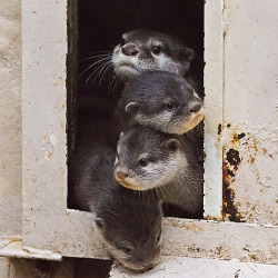 dailyotter:  Curious Otter Pile-Up Thanks,