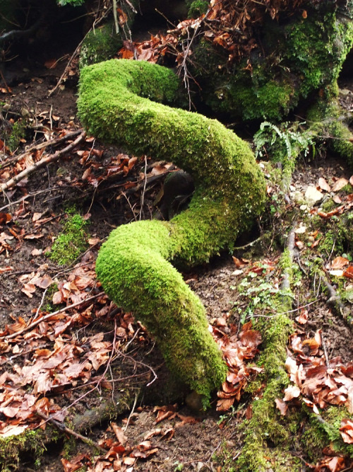 Root