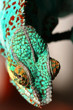 funkysafari:  Ziggy the chameleon by robferblue 