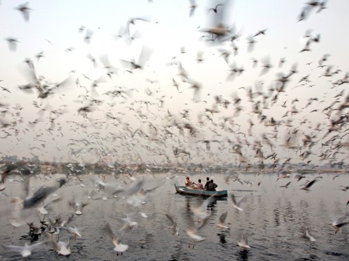 brouhnx:fotojournalismus:Men feed birds in the Yamuna river in New Delhi on November 23, 2012. (Tser