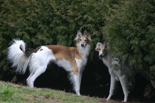 poupon: gindenvodd: Silken Windhound by Allagant Silkens look at this fucking dog. it’s like i