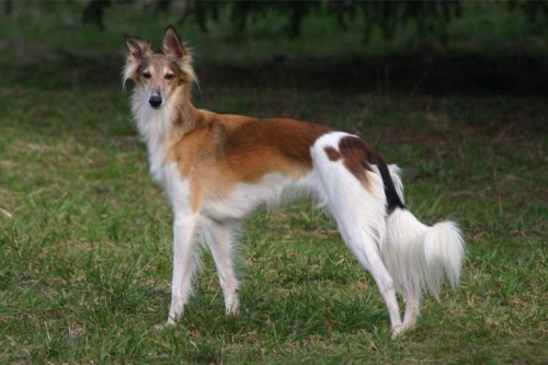 poupon: gindenvodd: Silken Windhound by Allagant Silkens look at this fucking dog. it’s like i