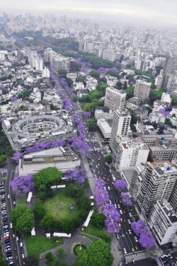 Purple Jacarandás in Buenos Aires, Argentina.