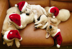 jcoffea:  sleeping santa dogs by chotda on