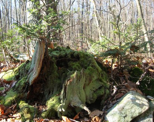 Old stump.