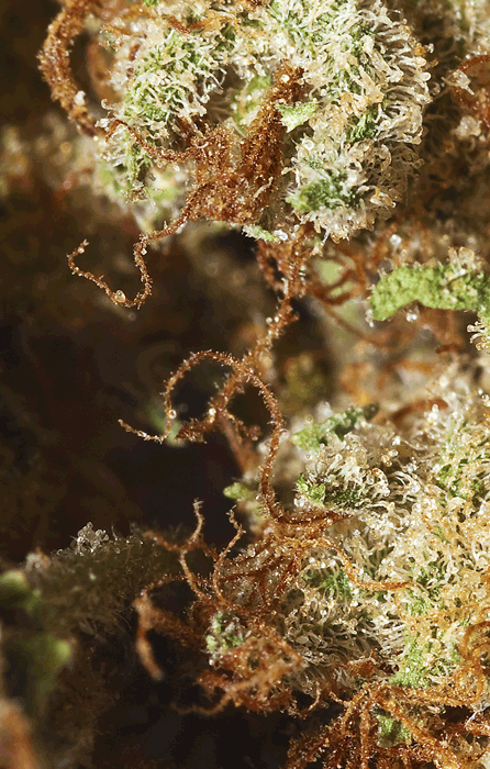ghost420:  look at those beautiful THC crystals. fuckin stickyyyyyy. 