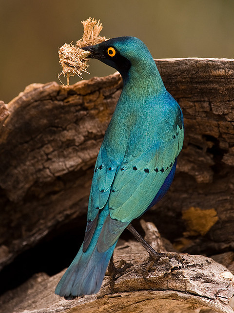 funnywildlife:Greater Blue-eared Glossy Starling by deemacphotos on Flickr.Skukuza Camp, Kruger NP -