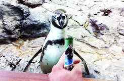 dailyanimals:[x]
