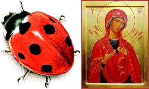 johnthelutheran:
“ allthingscatholic:
“ The name “ladybird“ originated in the Middle Ages when the insects were known as the ”beetle of Our Lady”. They were named after the Virgin Mary, who in early religious paintings was often shown wearing a red...