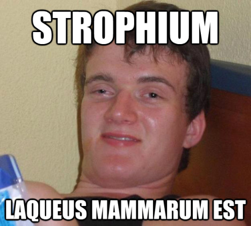 StrophiumLaqueus mammarum estA bra isA booby trap