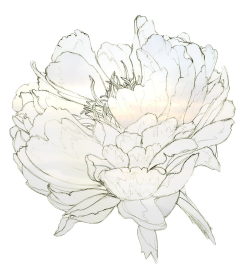 spirited-daisy:  a pretty transparent flower for your bloggy! my edit, please don’t change the source &lt;3 