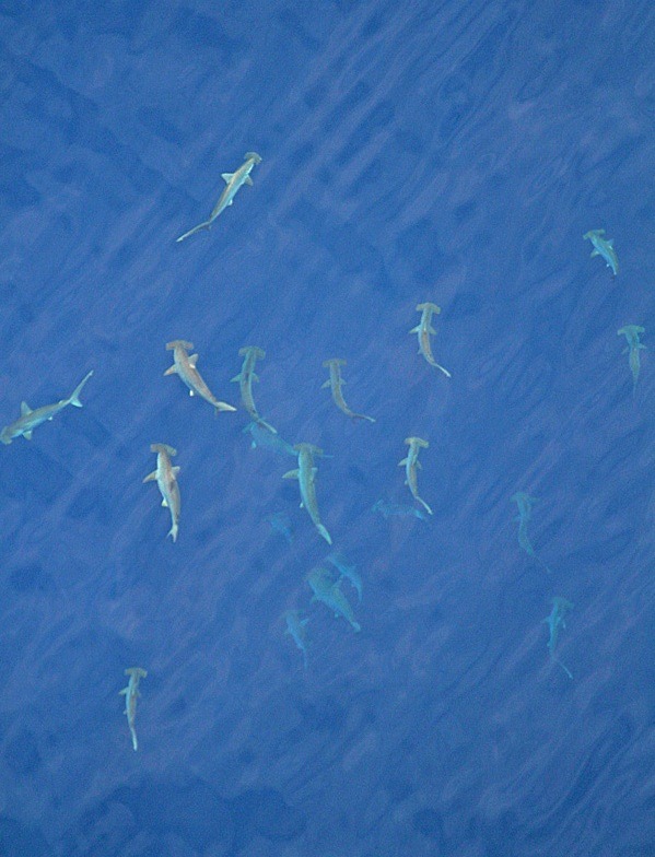 Schooling Hammerhead sharks