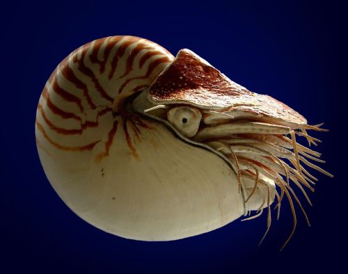 Nautilus shell sink
