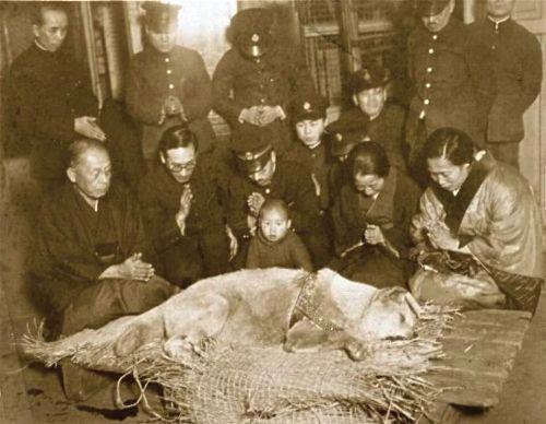 Imagen real del funeral de HACHIKO que murió en la estación de Shibuya, el 8 de marzo de 1935, a la edad de 12 años, diez de ellos, los pasó en la estación esperando a su amo.