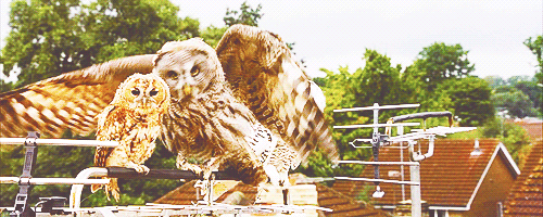 ohne-dich:  Favorite Harry Potter Moments ( No Specific Order )    Owls deliver Harry’s Hogwarts letter at Privet Drive  