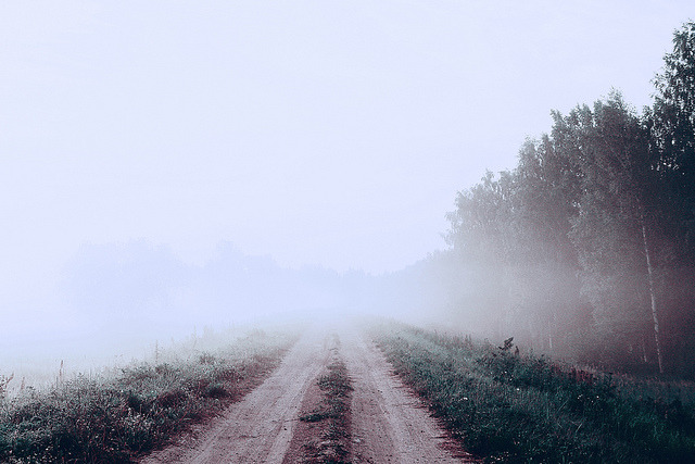tangledleaves:  fog 