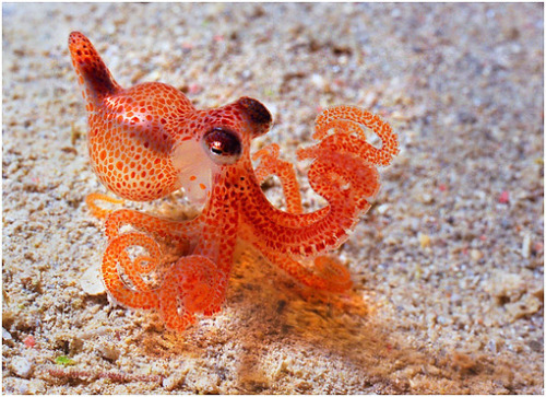 Porn prismatoid:  Tiny octopus!  photos
