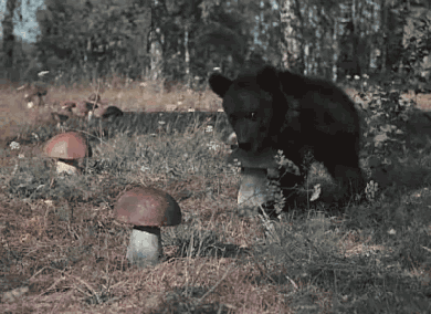 thatcrazywhoviangirl:  inkdefense:  a-cumberbatch-of-cookies:  rachaelora:  is that a bear holding a