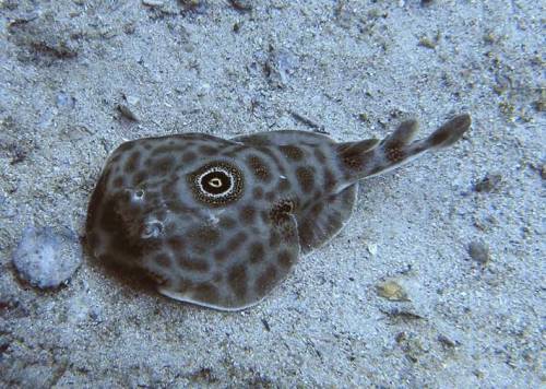 velociraptrix: astronomy-to-zoology:Ocellated Electric Ray (Diplobatis ommata) also referred to as a