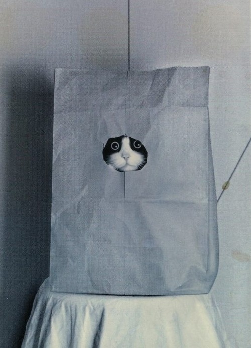 Oh, hai.