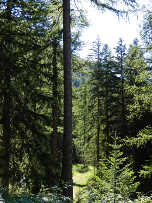 sjalvdestruktiv: Own - Forest, French Alps