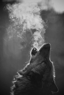 outsidexofxyourxlimits:  lone wolf. 